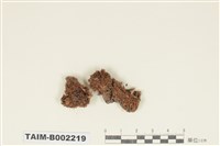 藏品(生芽網苔)的圖片